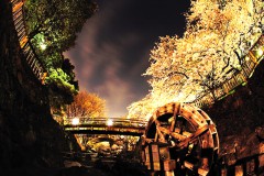 夜桜HDR#1